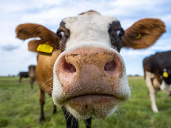 Deze afbeelding van Koetastisch gevestigd in de plaats Pijnacker in de provincie Zuid-Holland is de profielfoto van de vergaderlocatie.