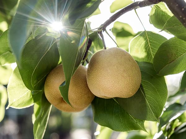 Afbeelding 2 van Nationaal Fruitpark Hotel & Spa **** gevestigd in de plaats Ochten in de provincie Gelderland geeft inzicht in de mogelijkheden van de vergaderlocatie.