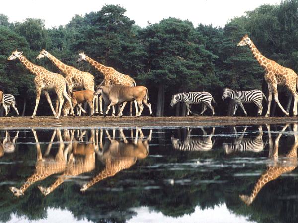 Afbeelding 2 van Safari Meeting Centre - in Koninklijke Burgers' Zoo gevestigd in de plaats Arnhem in de provincie Gelderland geeft inzicht in de mogelijkheden van de vergaderlocatie.